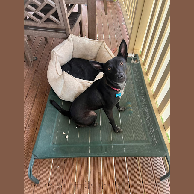 Photo of Willow