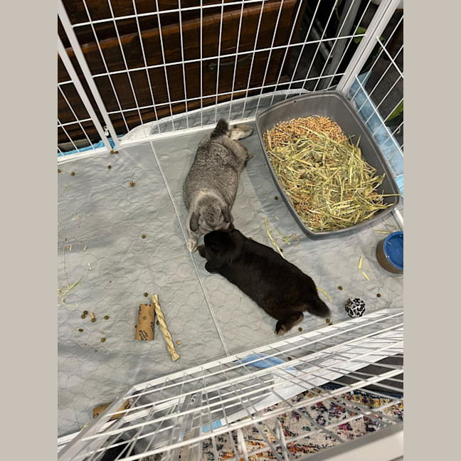 Photo of Smudge With Sooty