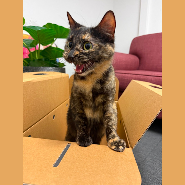 Photo of Tilly
