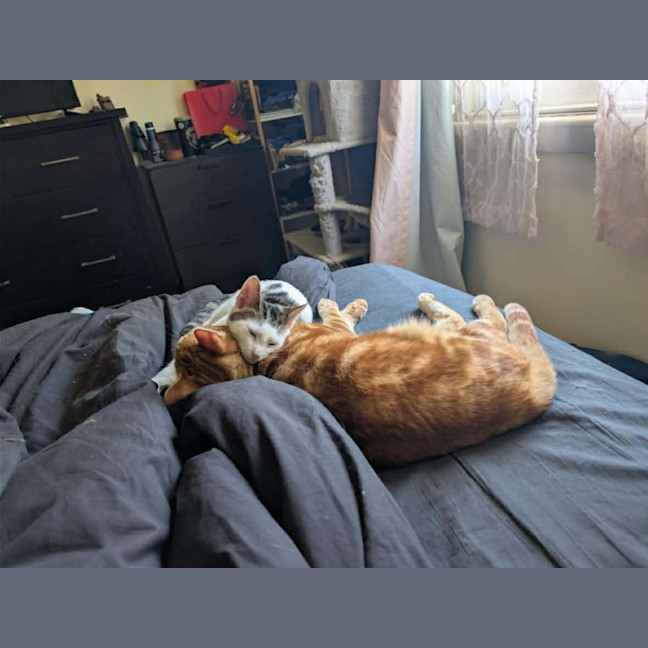 Photo of Pringles + Paella