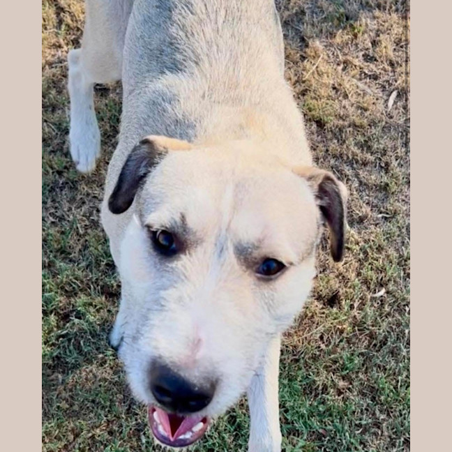 Photo of Aussie