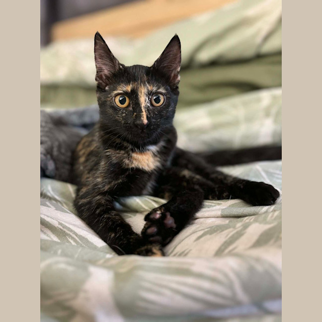 Photo of Whisper