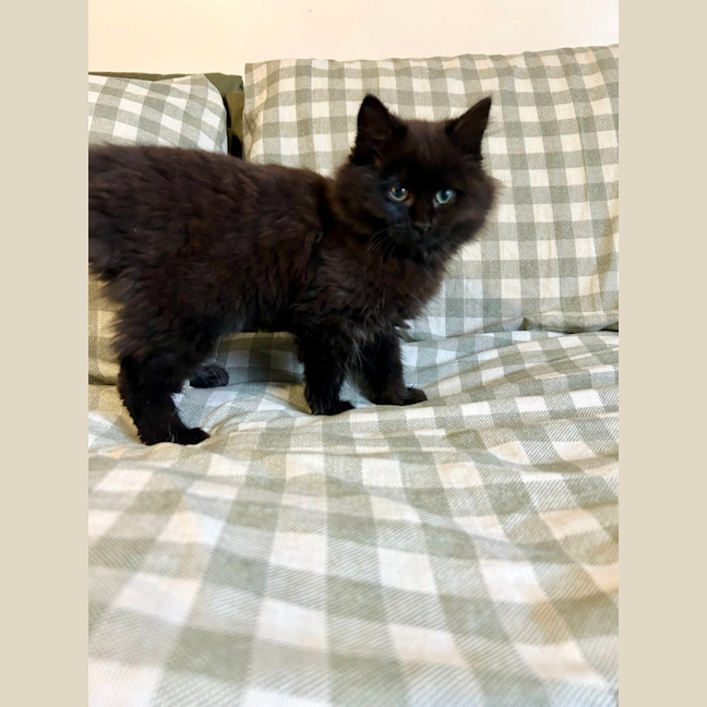 Photo of Lacey