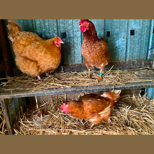 Photo of Stevie Chicks, Lady Clucka And Sheryl Crow
