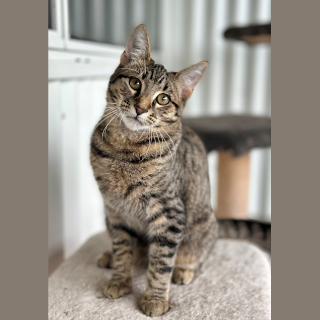Photo of Ronin