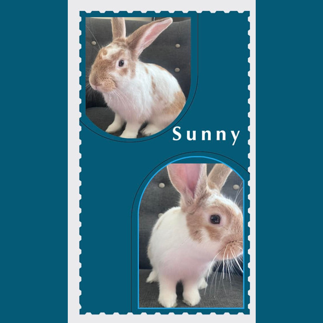 Photo of Sunny