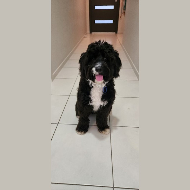 Photo of Dimond   10 Month Old Poodle X Staffy