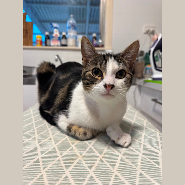 Photo of Charlie