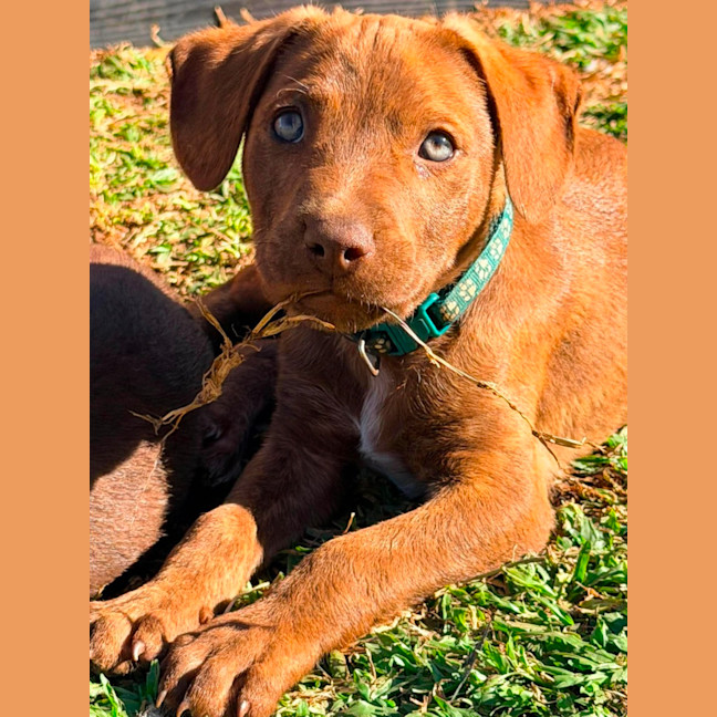 Photo of Buckley