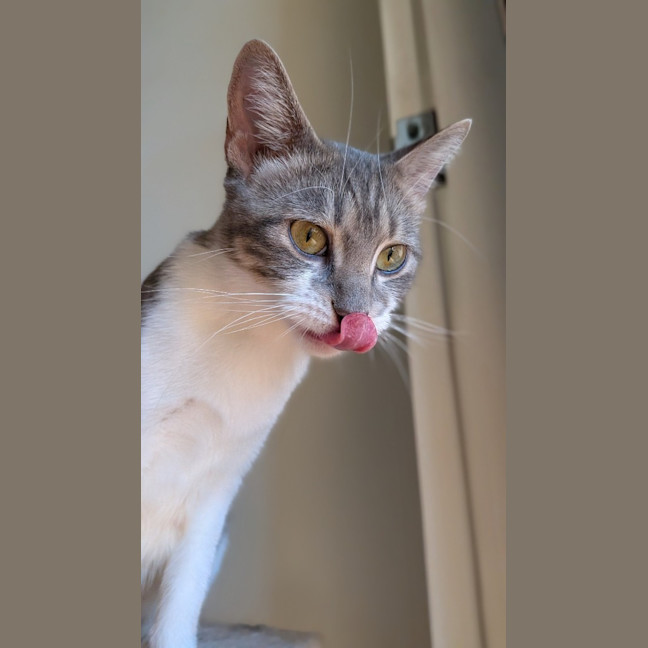 Photo of Juniper