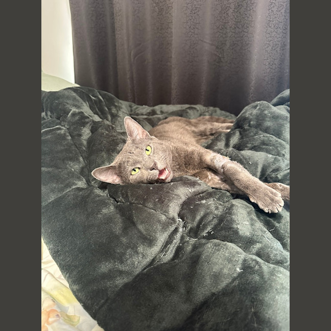 Photo of Sirius