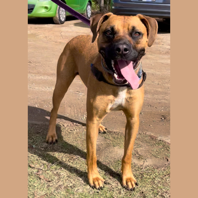 Photo of Digger
