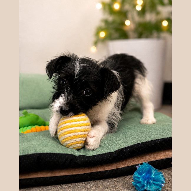 Photo of Basil