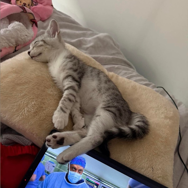 Photo of Blossom & Honeybun 