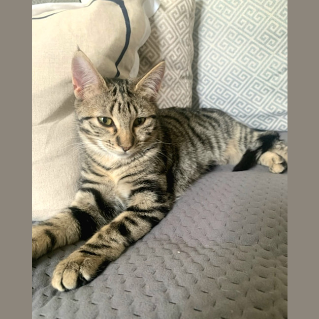 Photo of Strawberry