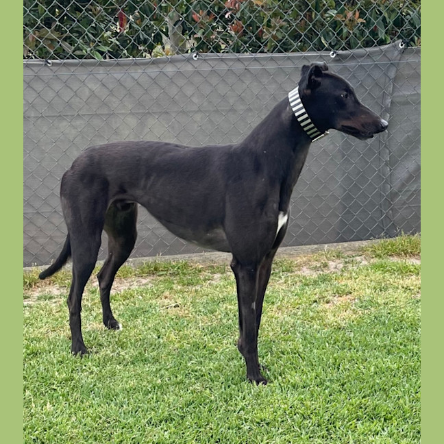 Photo of Marco …….Polo No Just Joking His Name Is Marko