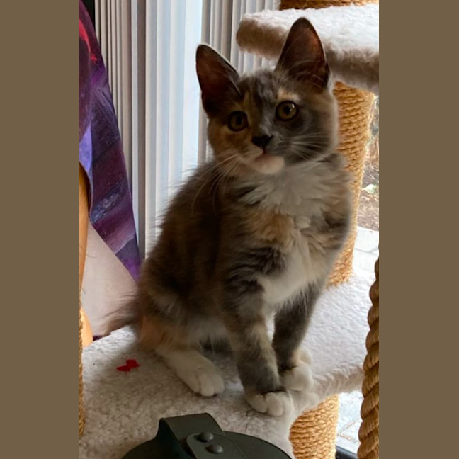 Photo of Dusty