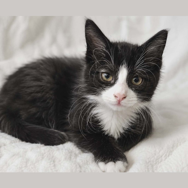 Photo of Chloe   In Foster Care In Healesville