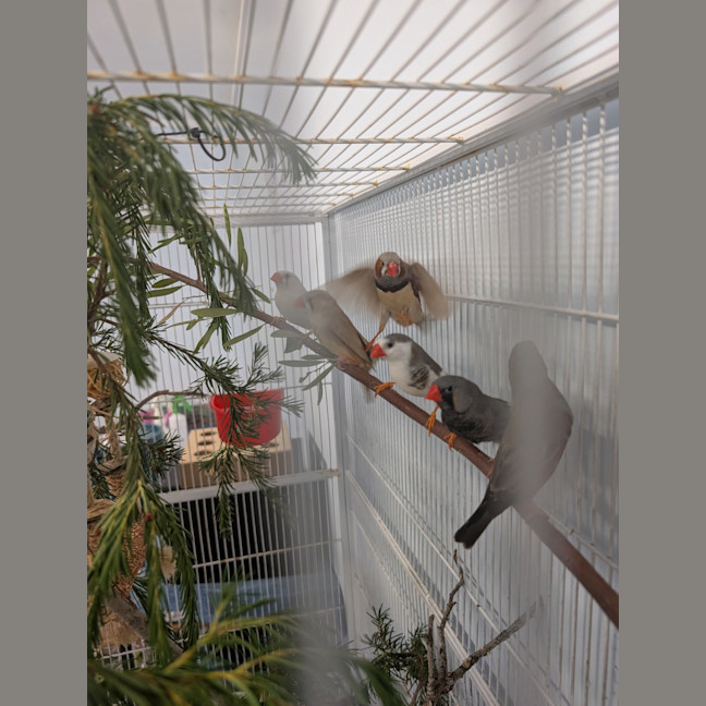 Photo of The Feathered Lucky Charms