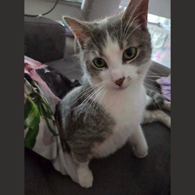 Photo of Toby