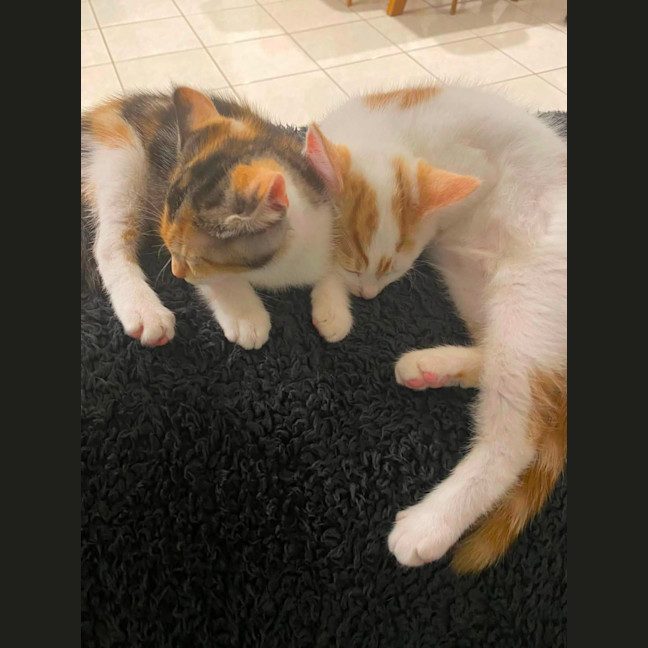 Photo of Ruby