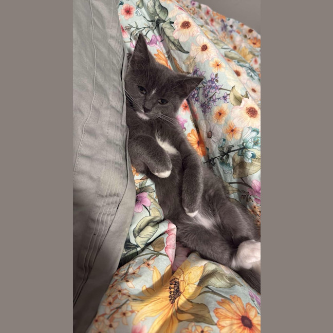 Photo of Cocoa Beans