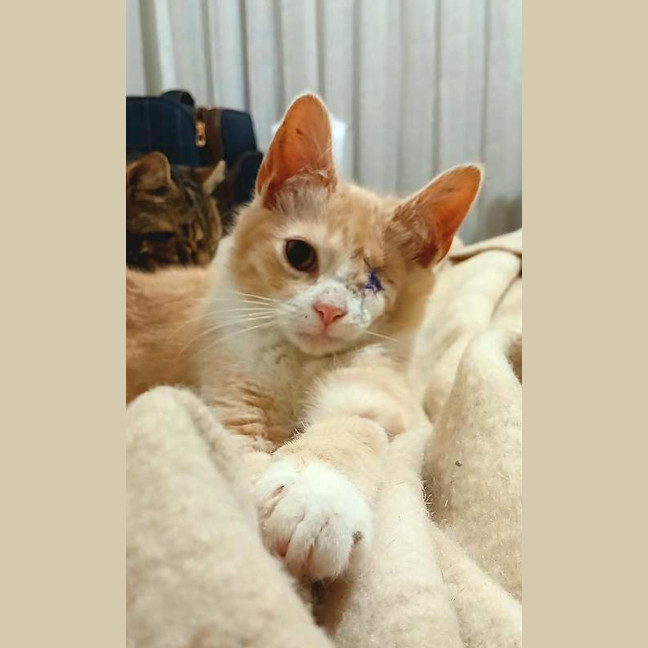 Photo of Goober
