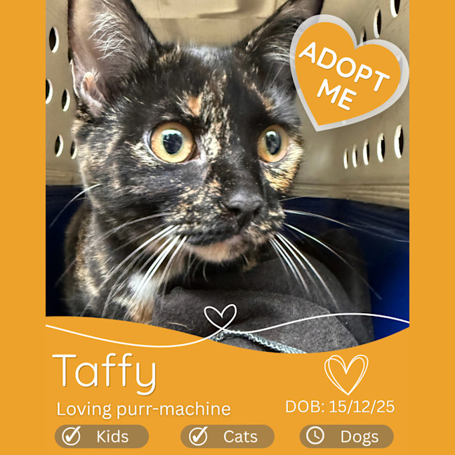 Photo of Taffy