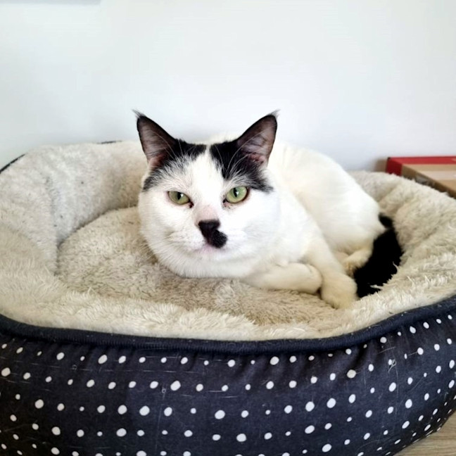 Photo of Chaplin Sta012252