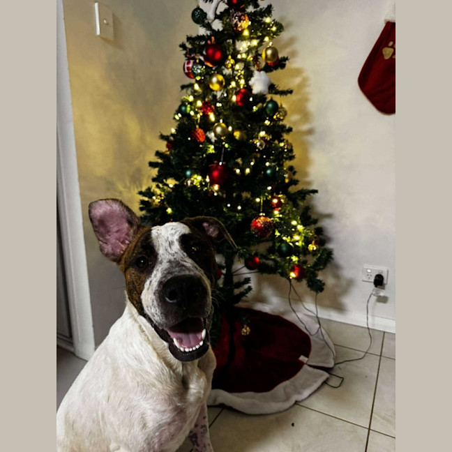 Photo of Barney