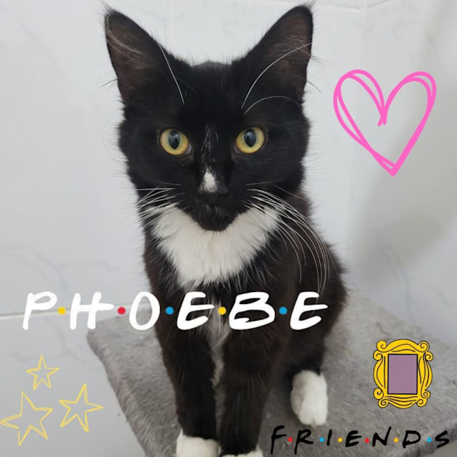 Photo of 💕 Phoebe Buffay 💕