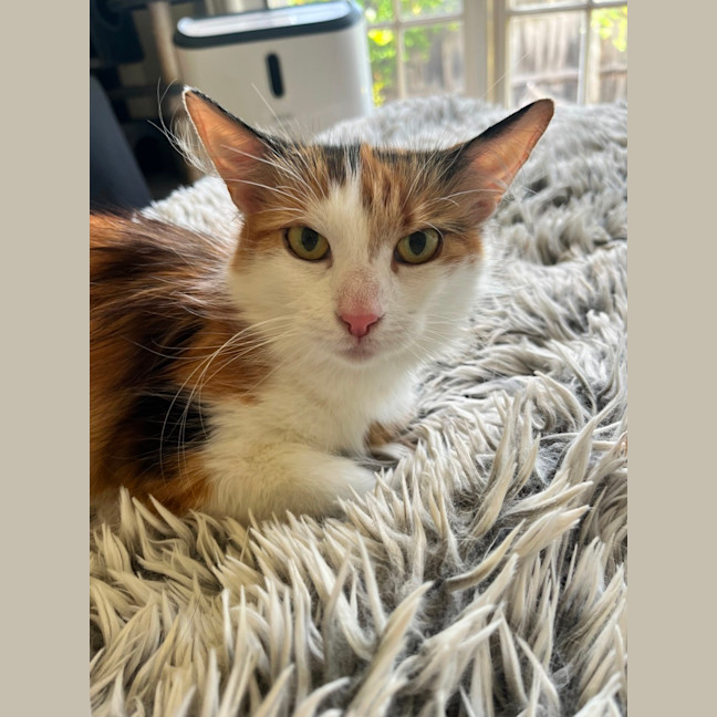 Photo of Gorgeous *9 Lives Project Rescue*