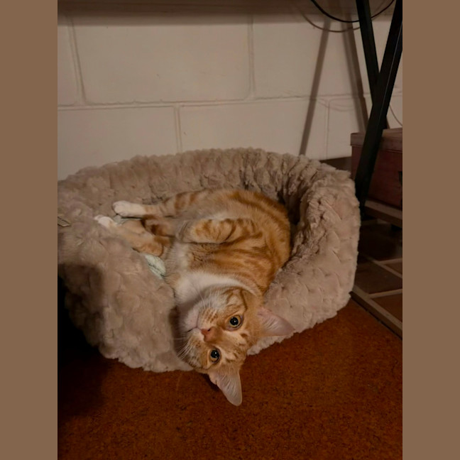 Photo of C1617 Sonny