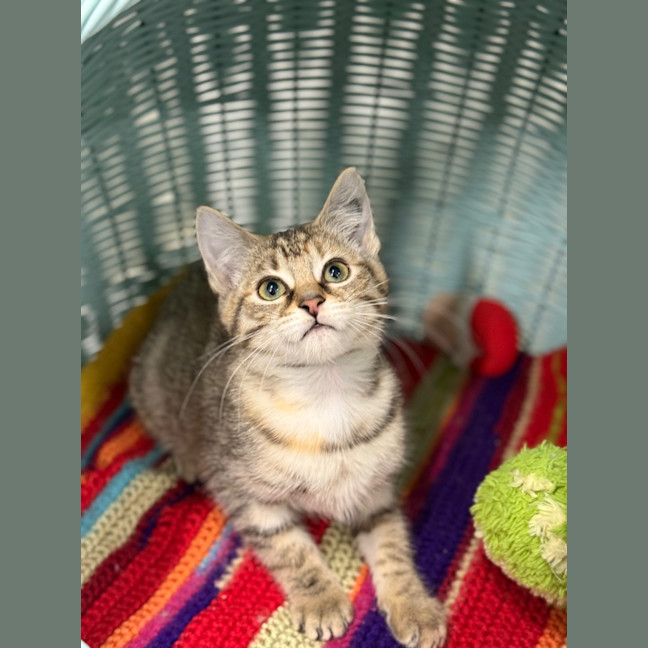 Photo of Pruie