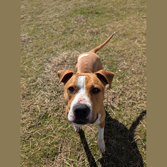Photo of Dixie