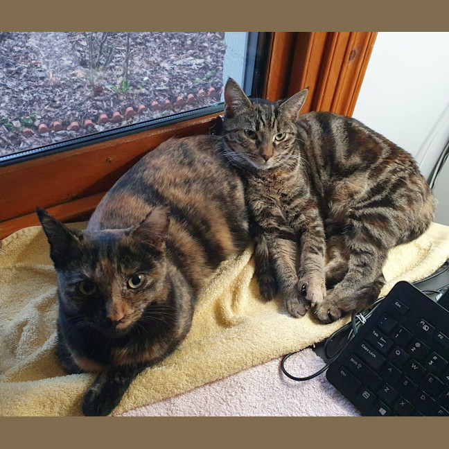 Photo of Starfire   In Foster Care In Brunswick