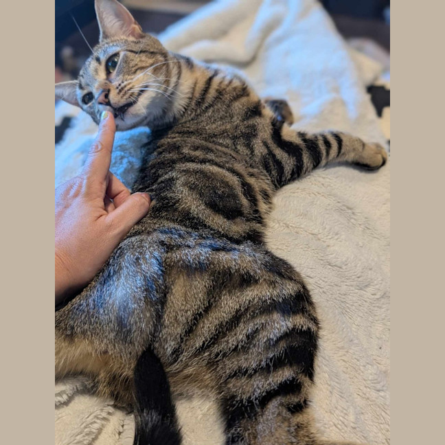 Photo of Henry (Tabby)