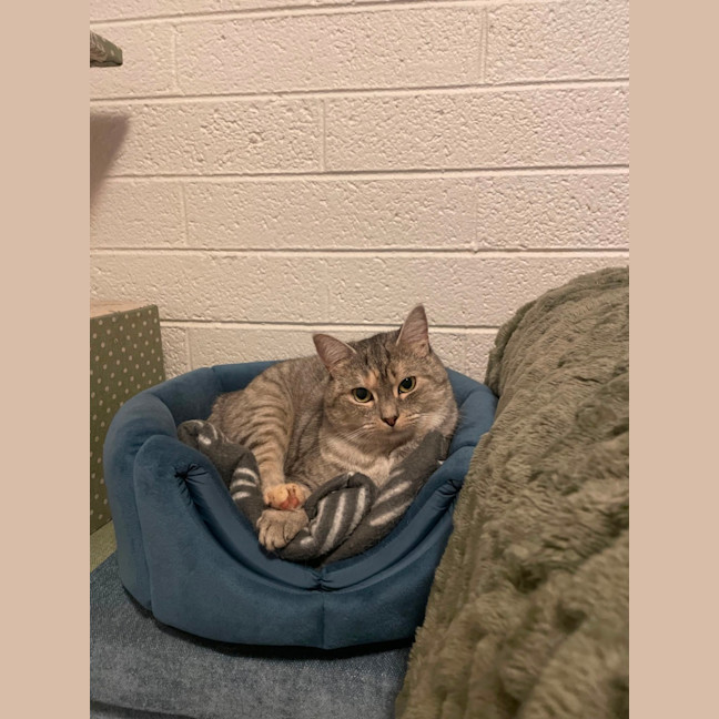 Photo of Bunyip   The Rogue Of The Rescue World! 🐾💥