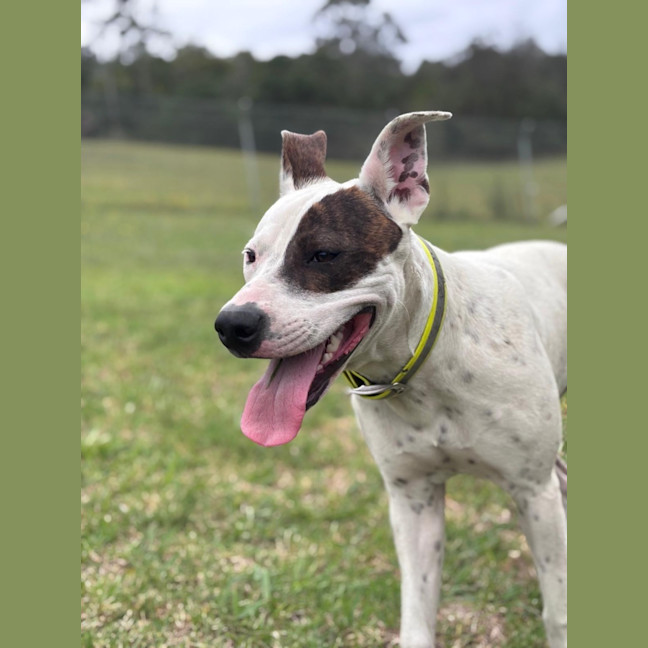 Photo of Patch