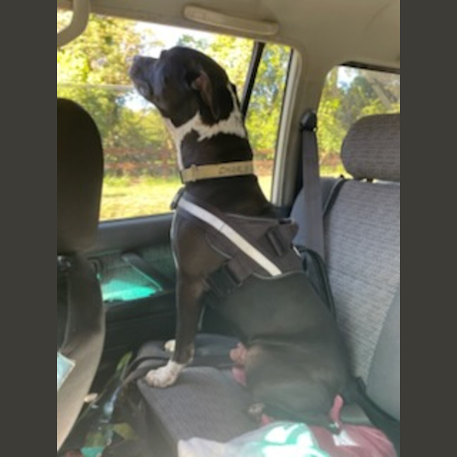Photo of Charlie   7 Year Old Staffy X Great Dane 