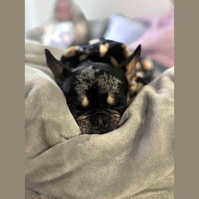 Photo of Oreo   3 Year Old French Bulldog