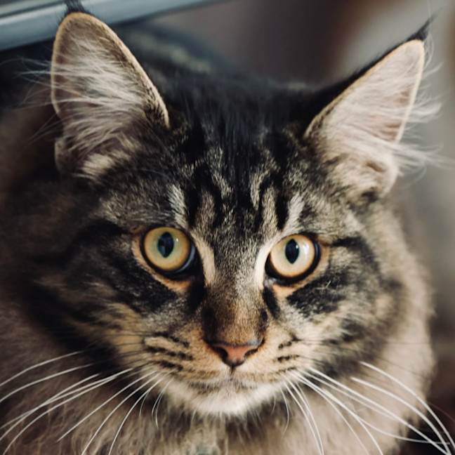 Photo of Scout