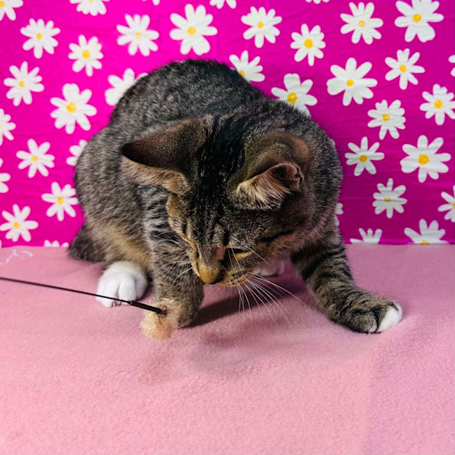 Photo of Bob Marley   Located In Westmeadows