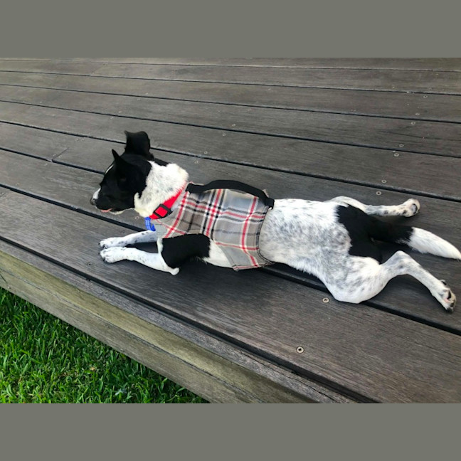 Photo of Bindi   5 Year Old Fox Terrier