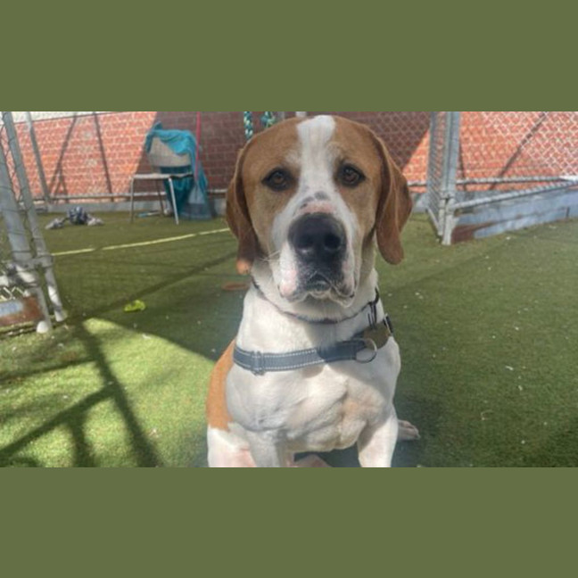 Photo of Rufus