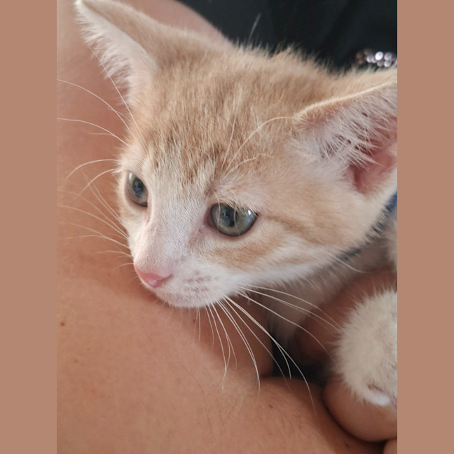 Photo of Murphy (K68)