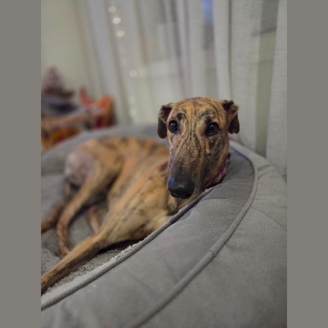Photo of Jake, The Greyhound