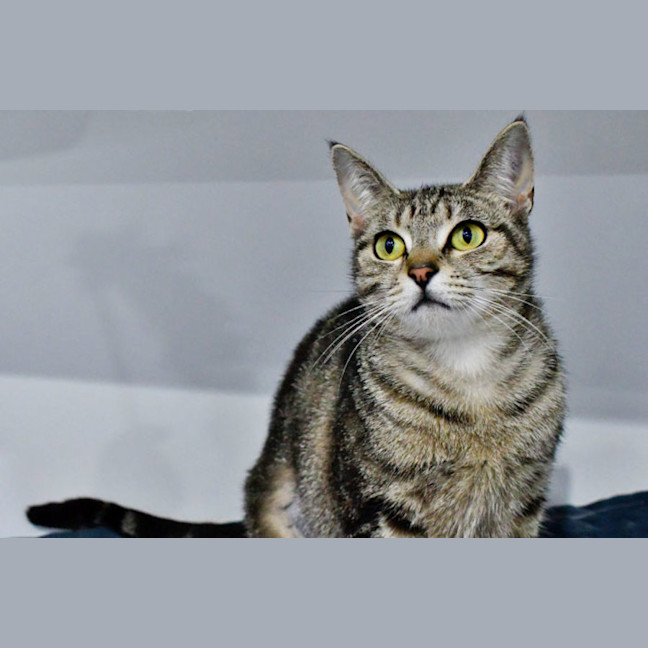 Photo of Mitra