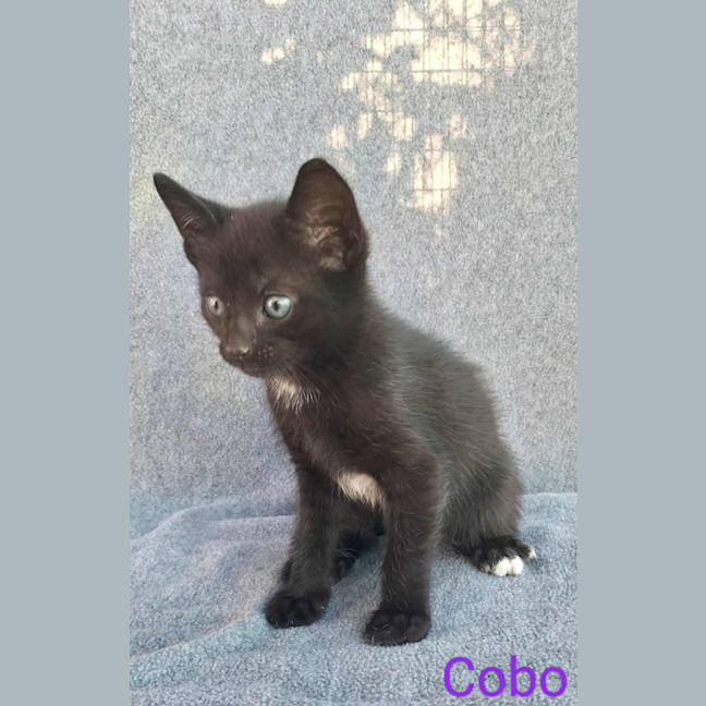 Photo of Cobo
