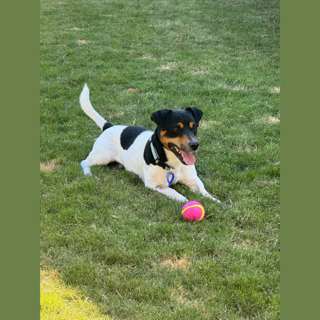 Photo of Snipper   3 Year Old Jack Russell